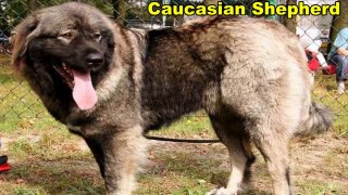 Funny Dog Videos With 10 Biggest Dog Breeds In The World
