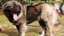 Funny Dog Videos With 10 Biggest Dog Breeds In The World