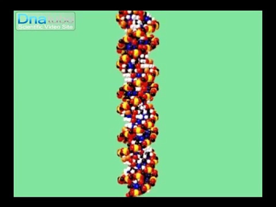 Re: Dna Molecular Biology Visualizations - Wrapping And Repl