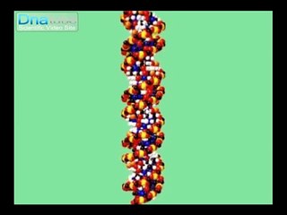 Re: Dna Molecular Biology Visualizations - Wrapping And Repl