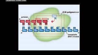 Re: meiosis