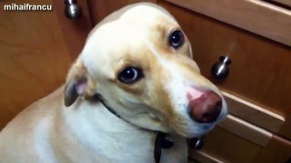 Best Of Funny Guilty Dog Compilation 2014
