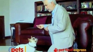 Dr. Ian Dunbar pet training expert teaches English to his pet
