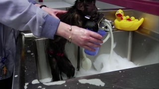 Monkey Bath! - Monkeys in a Minute