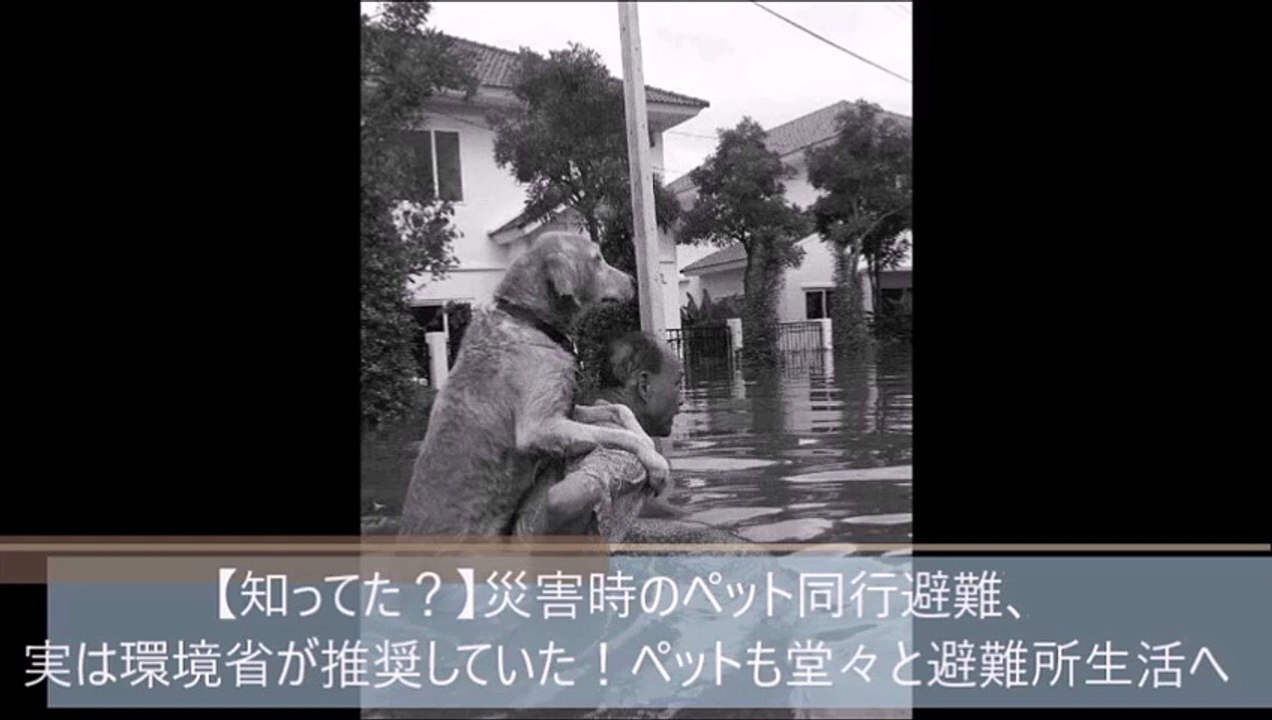 【知ってた？】災害時のペット同行避難、実は環境省が推奨していた！ペットも堂々と避難所生活へ