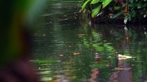 Shot of rippling water in Botanical garden in Brazil.