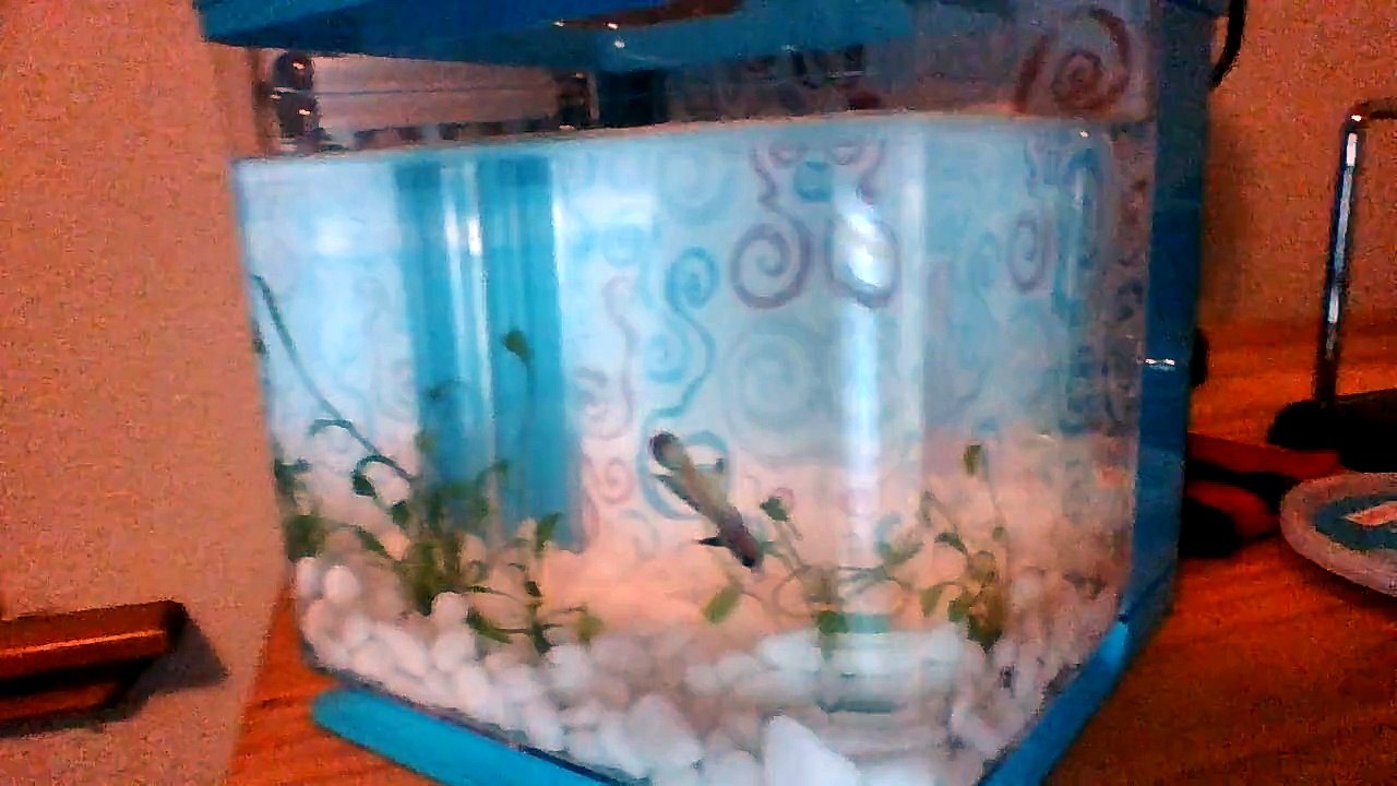 EZ Care Betta Fish Tank REVIEW!!!