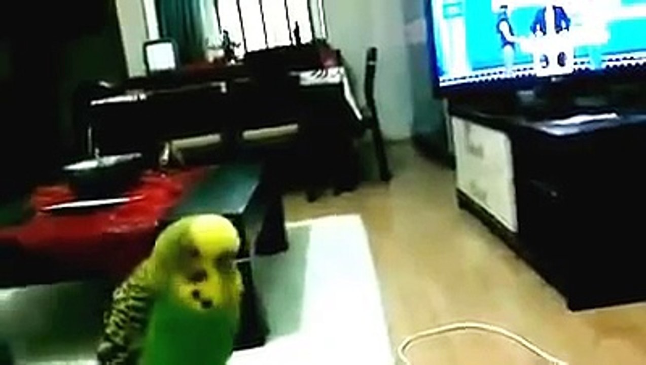 Konuşan Muhabbet Kuşu