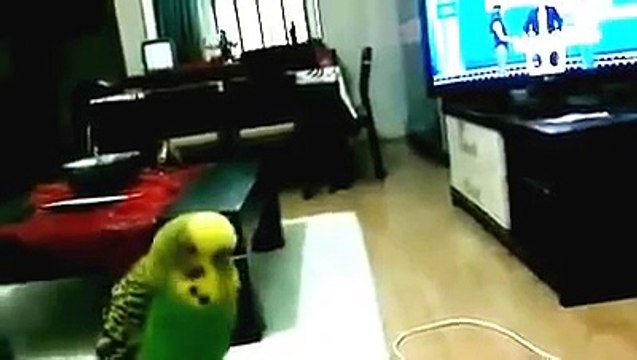 Konuşan Muhabbet Kuşu