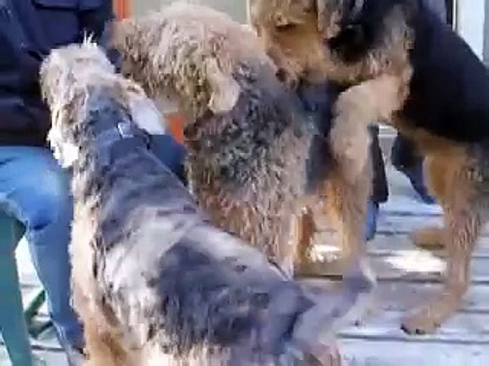 Airedale Day at Mareike's