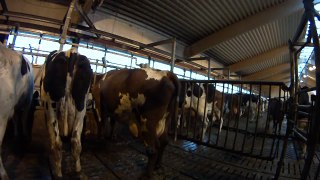 Lehmän siemennys / Cow insemination
