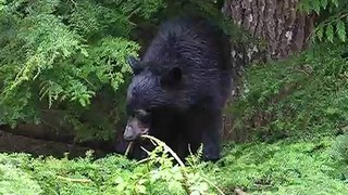 Black Bear @ Ucluelet (Vancouver Island)