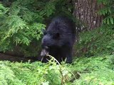 Black Bear @ Ucluelet (Vancouver Island)