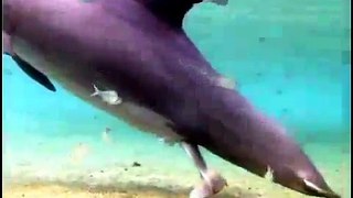 Incredible Dolphin Birth at Dolphin Quest Hawaii.Miracolo della nascita di un delfino GOODNEWS.WS