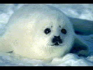 FOCAS PIDEN AYUDA URGENTE