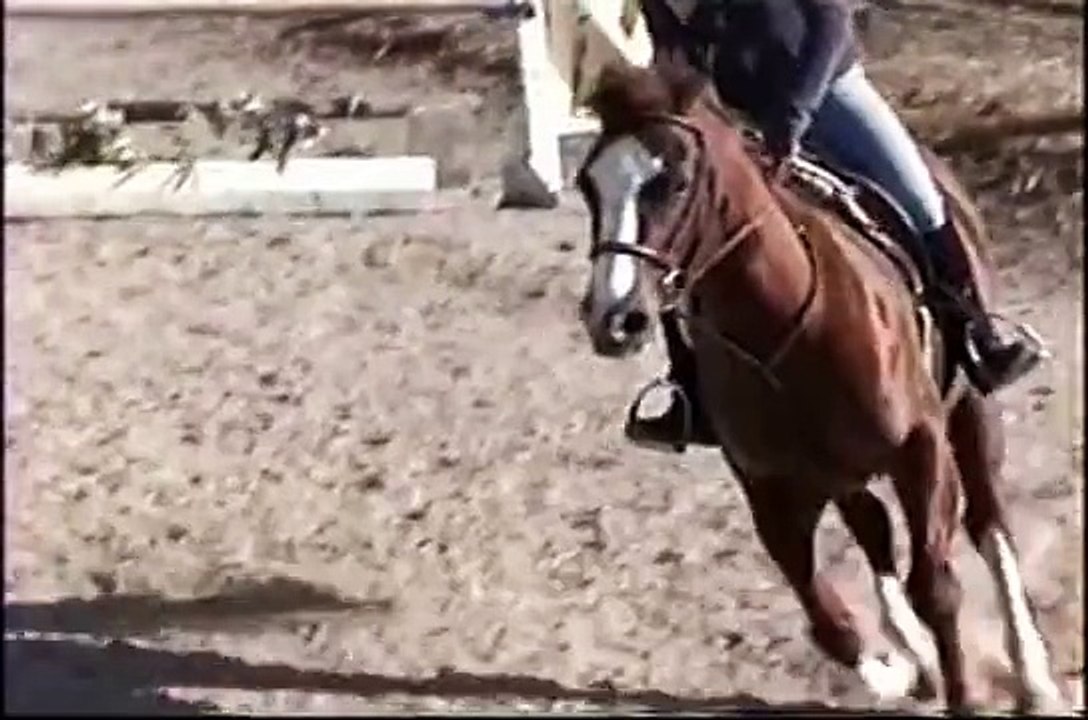 Ruby Slippers * PONY FOR SALE * Large * Hunters Run Farm