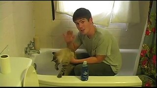 How To Wash A Cat