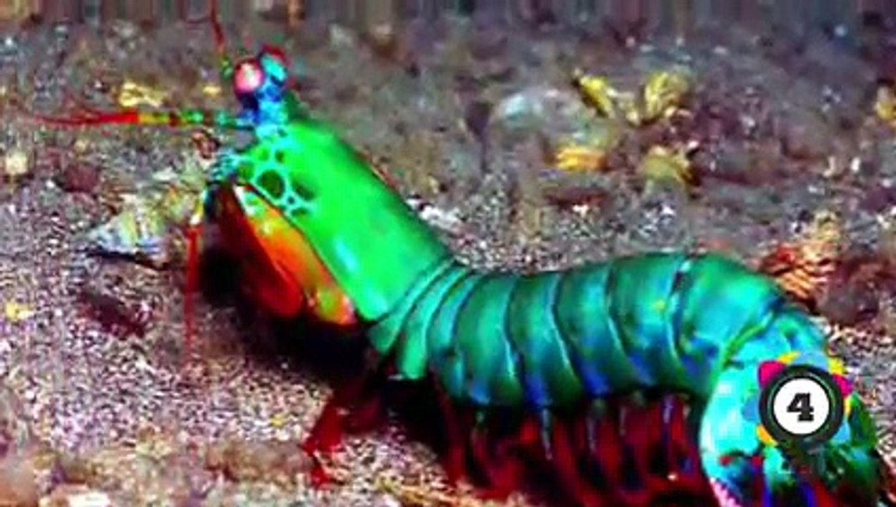 5  EXTREMELY CREEPY Deep Sea Creatures