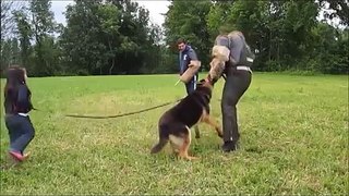 Cachorro em treinamento defende menina de marginais