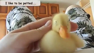 Cute pet Duck! Cute Duck Compilation 2014