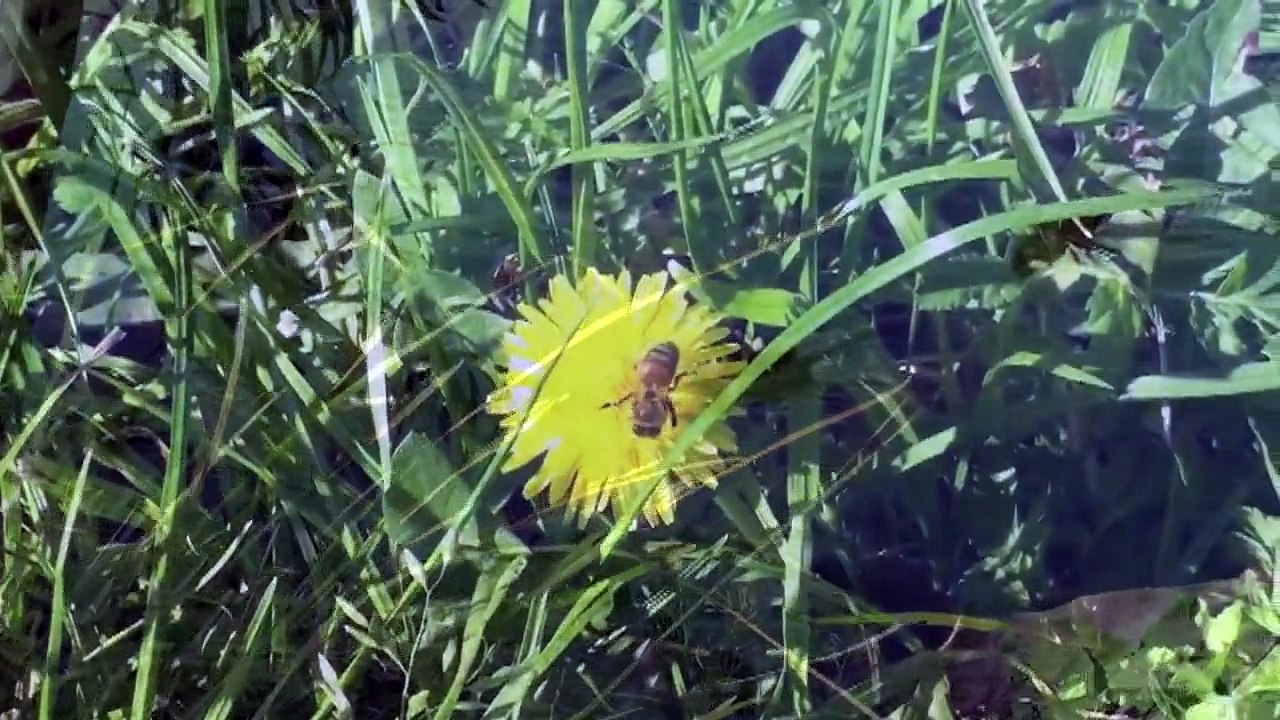 ZIRAN QIGONG LEVEL 1