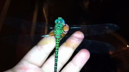 Green Dragonfly