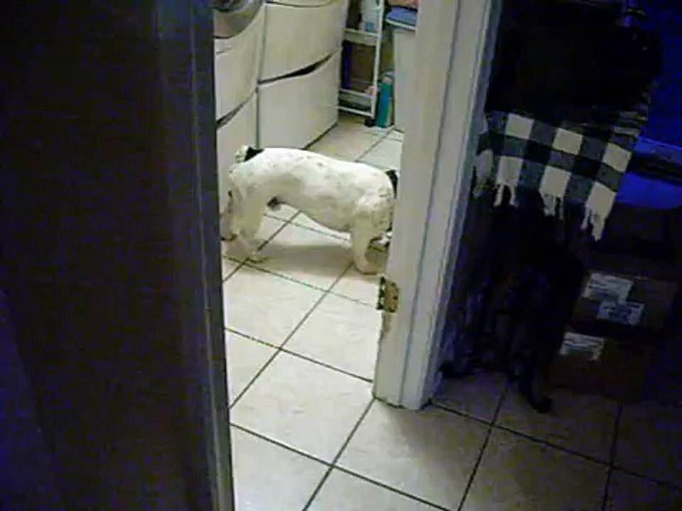 Cute dog licks cute cat! part 2