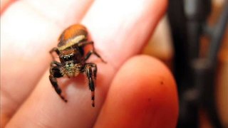 Jumping spider and relic photos