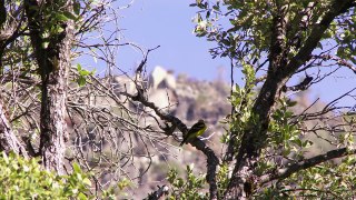 Birdsongs - Yosemite Nature Notes - Episode 23