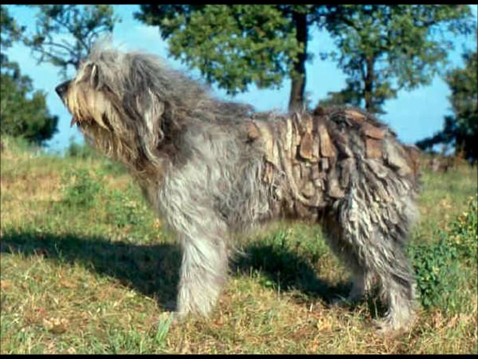 Fotos de perros pastores/ Sheepdog photos