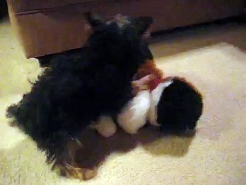 dog humps stuffed animal cat