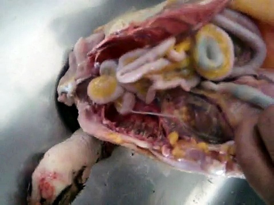 Abrindo uma galinha- Biologia: alunos do 2º B Fapi