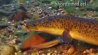 Freshwater fish of NSW Australia part 2