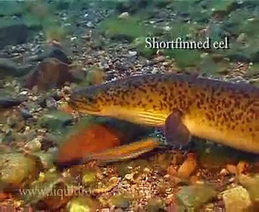 Freshwater fish of NSW Australia part 2