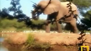 Elephant Chases Off The Egret's