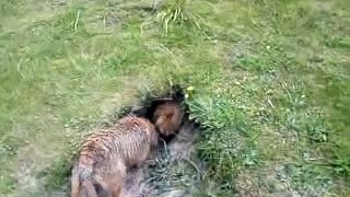 Amazing Border Terriers down rabbit hole