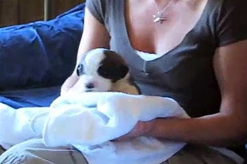 Saint Bernard Puppy Video - Charlie