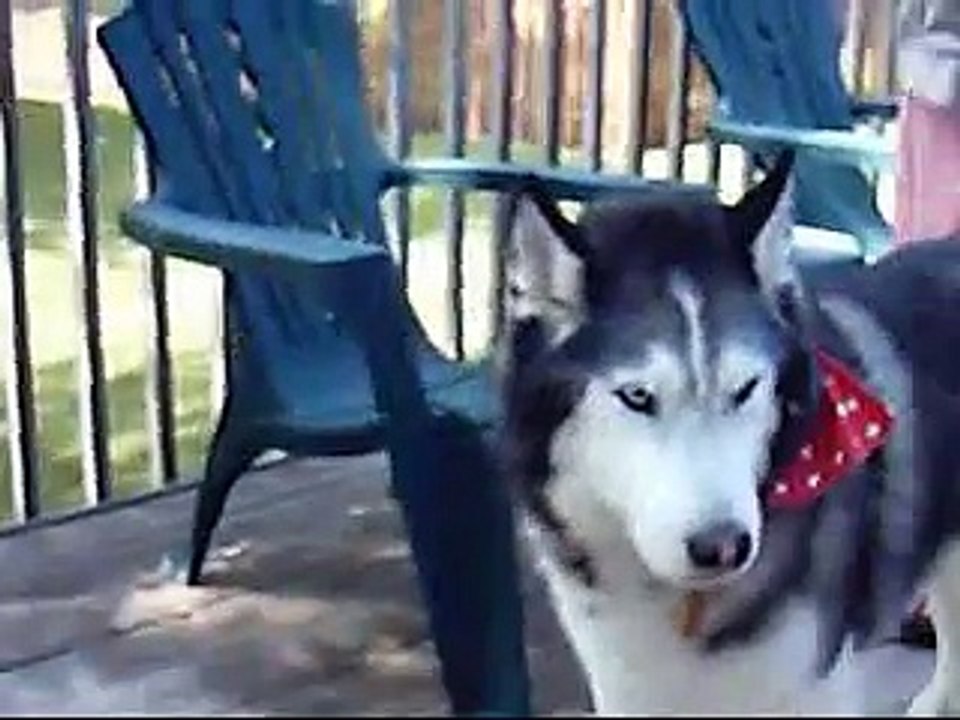 siberian huskies and a dead mouse