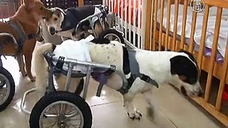 Приют дарит новую жизнь собакам-инвалидам