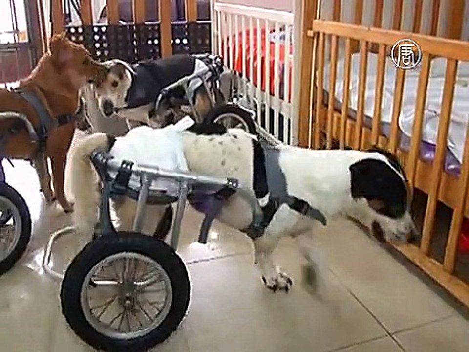 Приют дарит новую жизнь собакам-инвалидам