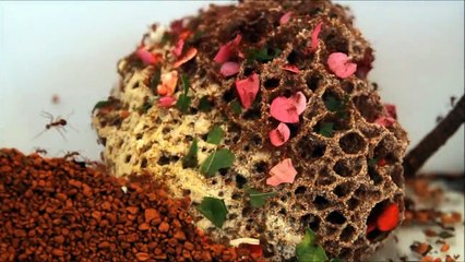 Atta Cephalotes Timelapse (Zeitraffer)