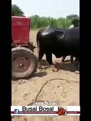 VID-20150625-WA0000