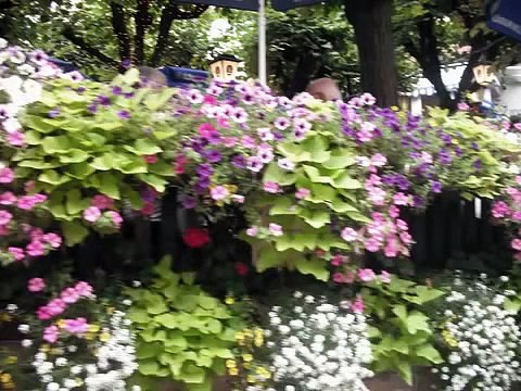 ЧЕРНЫЙ ЛЕС-ГЕРМАНИЯ