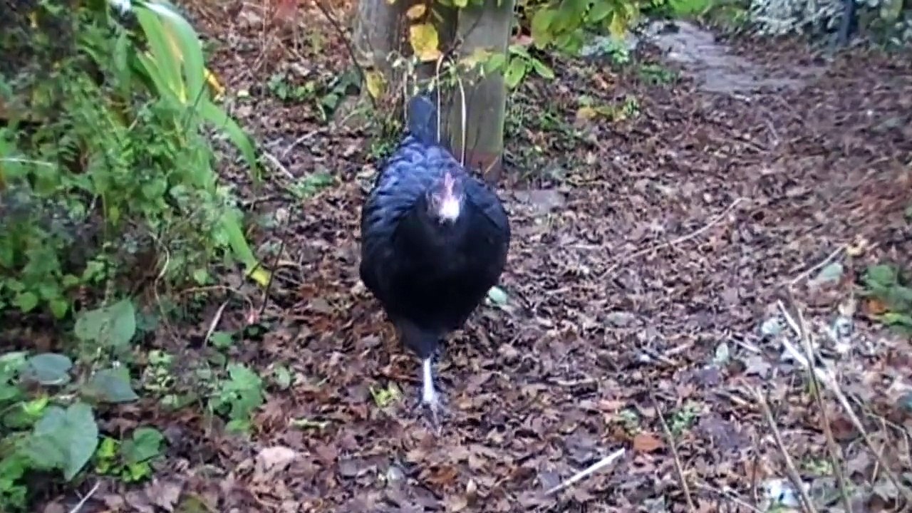 JVC Everio GZ-MG330 (a day in the life of a chicken)