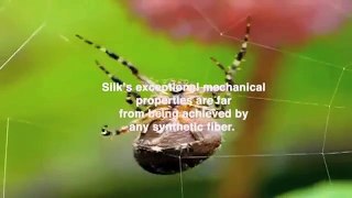 Molecular Biomechanics: Spider Silk
