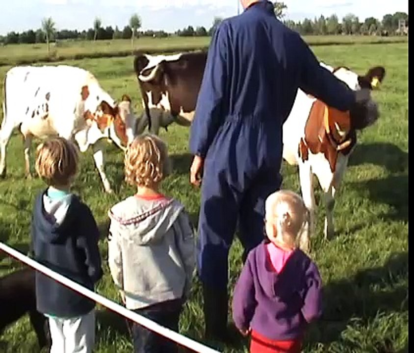 Koeien melken