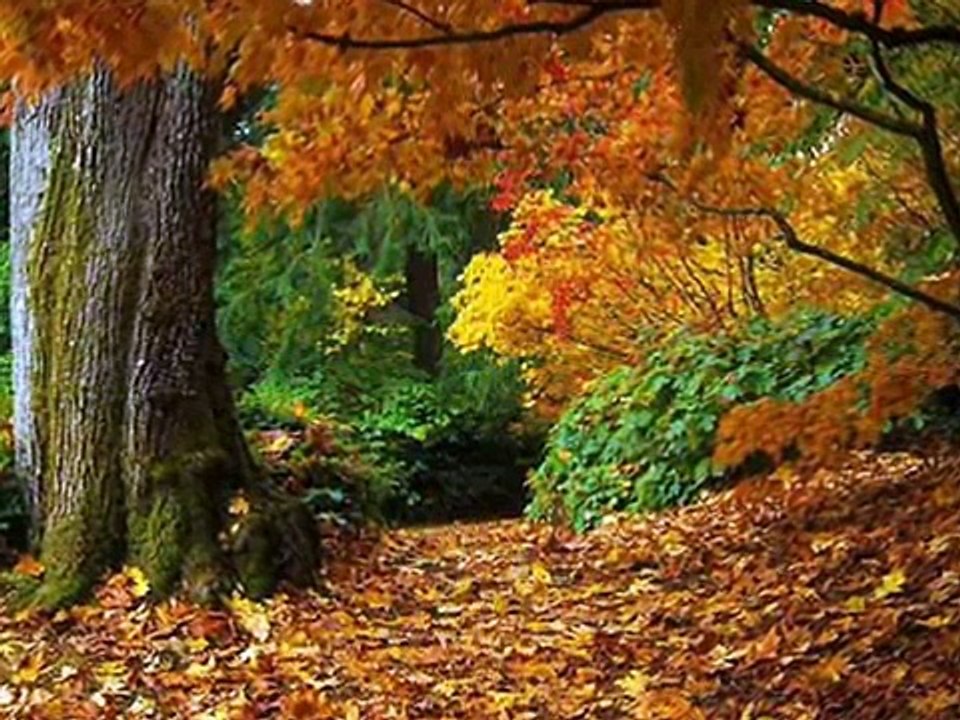 The Forest