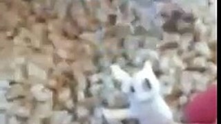 The Screaming Arctic Fox Pup
