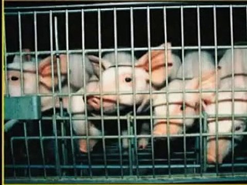 Diseases of Domestication - Pandemic Alert