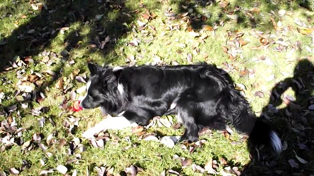 Fujifilm FinePix S2950 video test HD (Sedy)